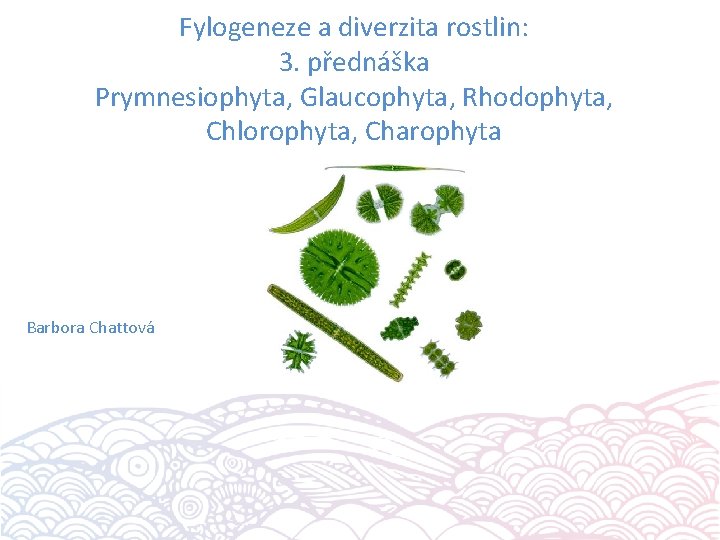 Fylogeneze a diverzita rostlin: 3. přednáška Prymnesiophyta, Glaucophyta, Rhodophyta, Chlorophyta, Charophyta Barbora Chattová 