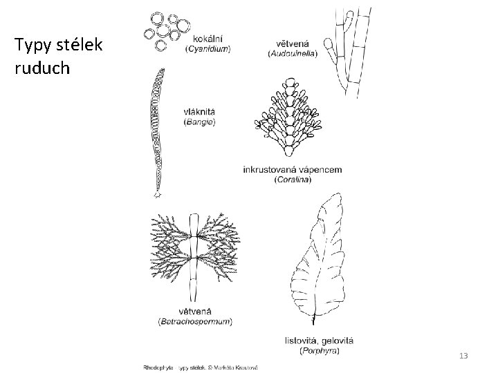 Typy stélek ruduch 13 