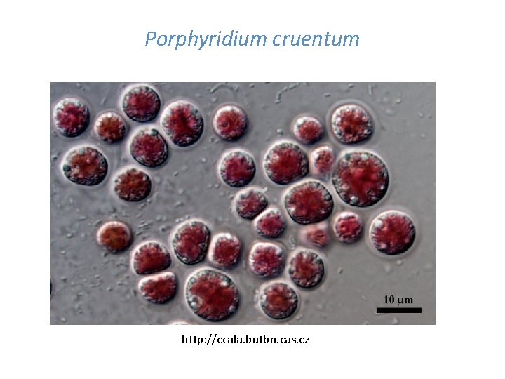 Porphyridium cruentum http: //ccala. butbn. cas. cz 