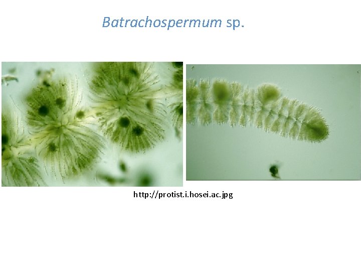Batrachospermum sp. http: //protist. i. hosei. ac. jpg 
