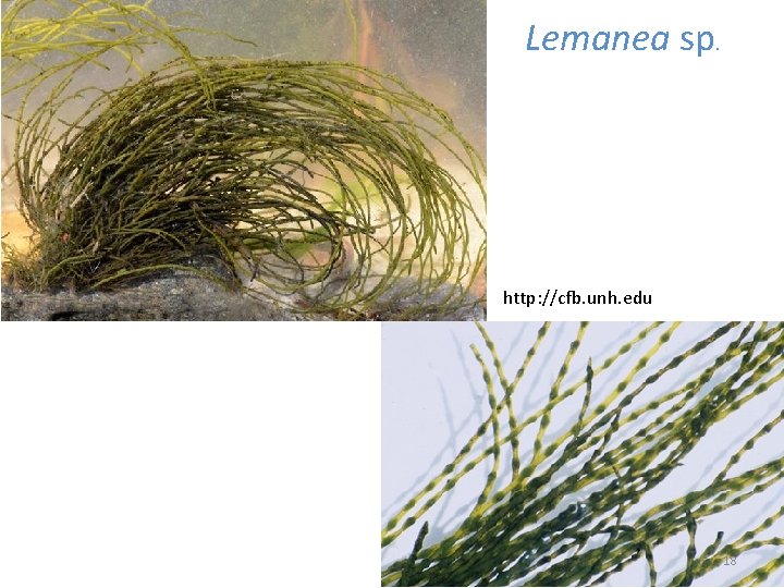 Lemanea sp. http: //cfb. unh. edu 18 