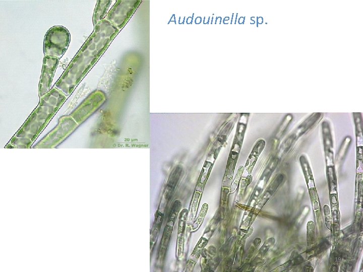 Audouinella sp. 19 