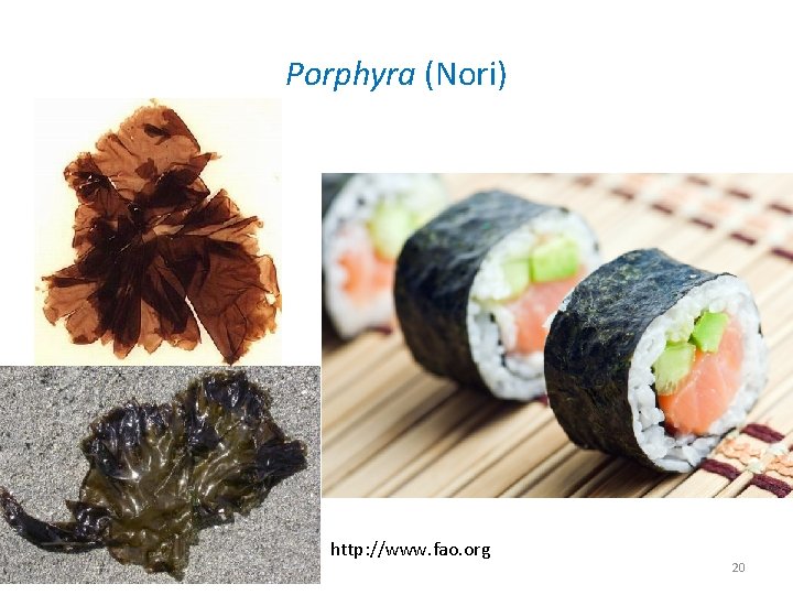 Porphyra (Nori) http: //www. fao. org 20 