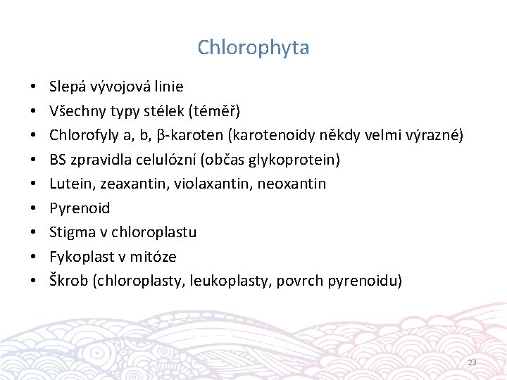Chlorophyta • • • Slepá vývojová linie Všechny typy stélek (téměř) Chlorofyly a, b,