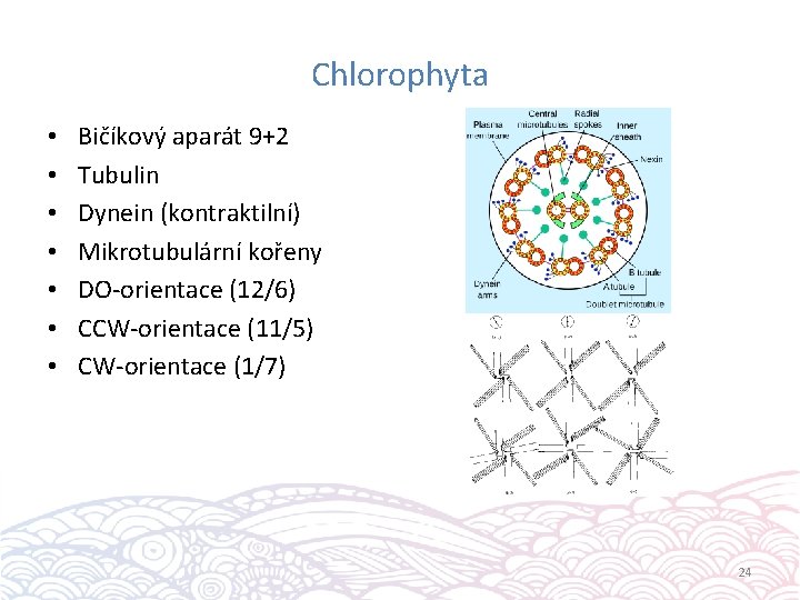 Chlorophyta • • Bičíkový aparát 9+2 Tubulin Dynein (kontraktilní) Mikrotubulární kořeny DO-orientace (12/6) CCW-orientace