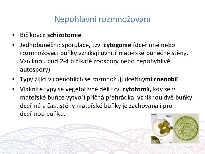 Nepohlavní rozmnožování • Bičíkovci: schizotomie • Jednobuněční: sporulace, tzv. cytogonie (dceřinné nebo rozmnožovací buňky