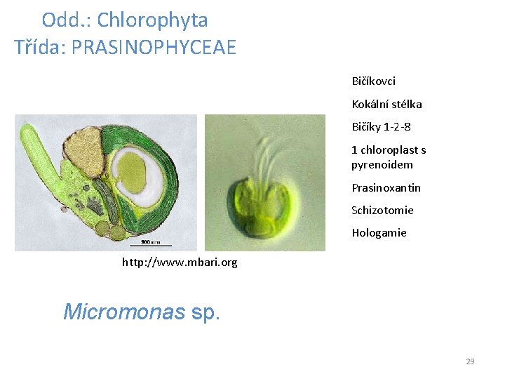 Odd. : Chlorophyta Třída: PRASINOPHYCEAE Bičíkovci Kokální stélka Bičíky 1 -2 -8 1 chloroplast