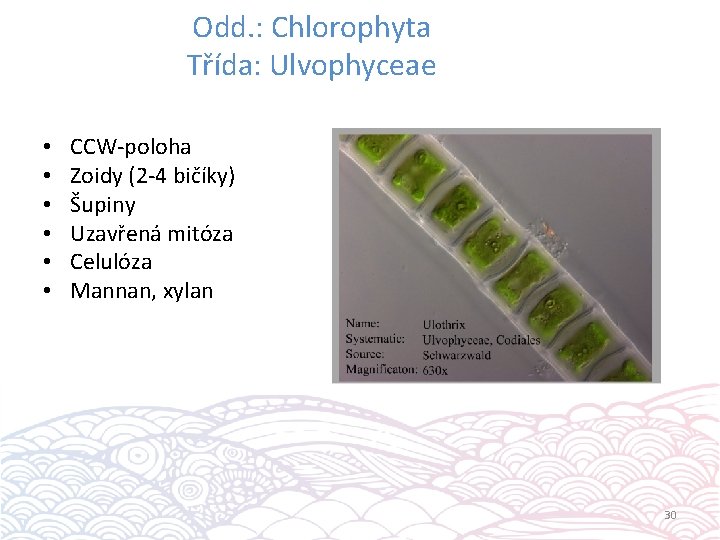 Odd. : Chlorophyta Třída: Ulvophyceae • • • CCW-poloha Zoidy (2 -4 bičíky) Šupiny