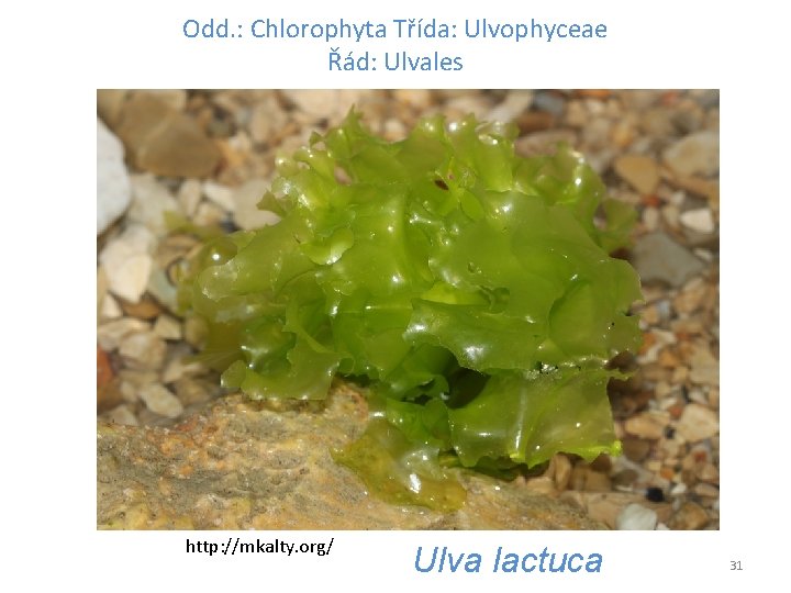 Odd. : Chlorophyta Třída: Ulvophyceae Řád: Ulvales http: //mkalty. org/ Ulva lactuca 31 