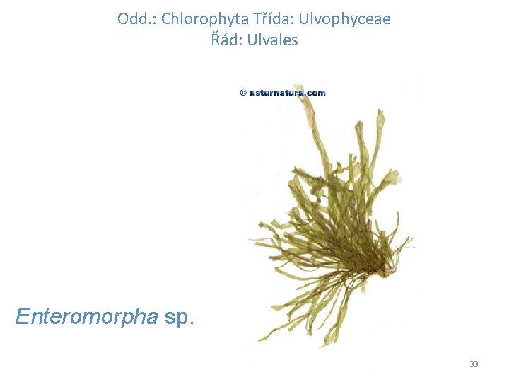 Odd. : Chlorophyta Třída: Ulvophyceae Řád: Ulvales Enteromorpha sp. 33 