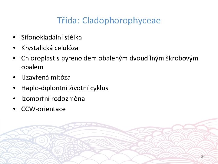 Třída: Cladophorophyceae • Sifonokladální stélka • Krystalická celulóza • Chloroplast s pyrenoidem obaleným dvoudílným
