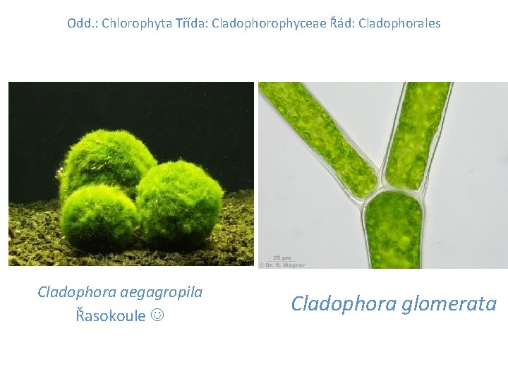 Odd. : Chlorophyta Třída: Cladophorophyceae Řád: Cladophorales Cladophora aegagropila Řasokoule Cladophora glomerata 