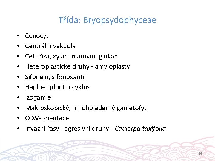 Třída: Bryopsydophyceae • • • Cenocyt Centrální vakuola Celulóza, xylan, mannan, glukan Heteroplastické druhy