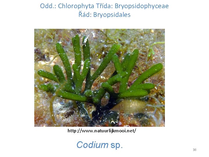 Odd. : Chlorophyta Třída: Bryopsidophyceae Řád: Bryopsidales http: //www. natuurlijkmooi. net/ Codium sp. 38