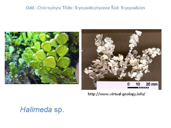 Odd. : Chlorophyta Třída: Bryopsidophyceae Řád: Bryopsidales http: //www. virtual-geology. info/ Halimeda sp. 