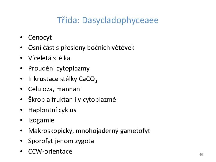 Třída: Dasycladophyceaee • • • Cenocyt Osní část s přesleny bočních větévek Víceletá stélka