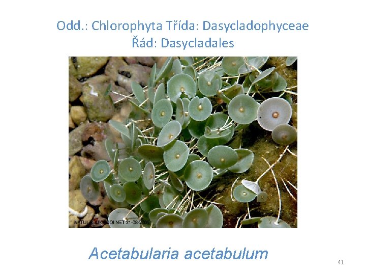 Odd. : Chlorophyta Třída: Dasycladophyceae Řád: Dasycladales Acetabularia acetabulum 41 