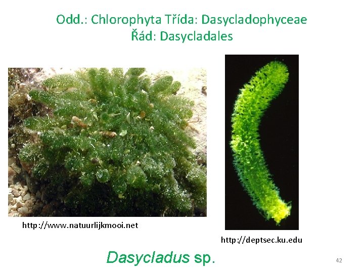 Odd. : Chlorophyta Třída: Dasycladophyceae Řád: Dasycladales http: //www. natuurlijkmooi. net http: //deptsec. ku.