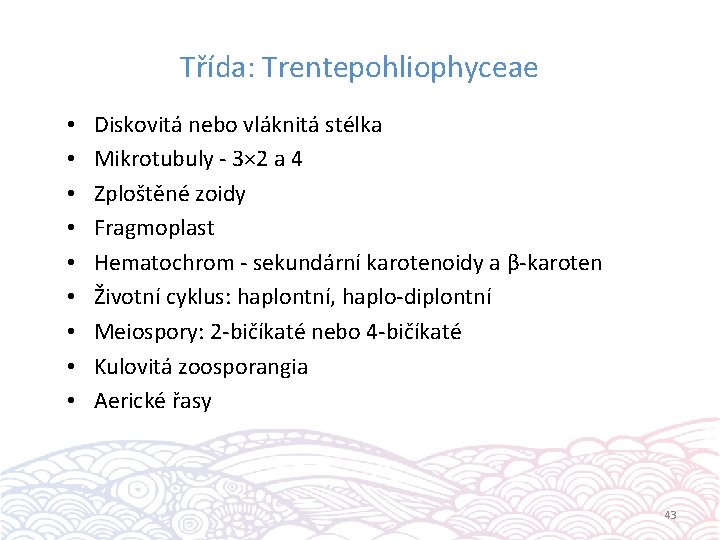 Třída: Trentepohliophyceae • • • Diskovitá nebo vláknitá stélka Mikrotubuly - 3× 2 a