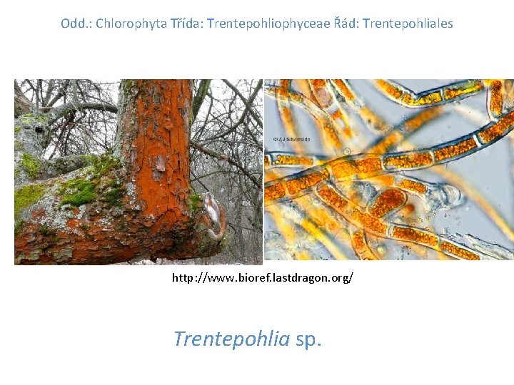 Odd. : Chlorophyta Třída: Trentepohliophyceae Řád: Trentepohliales http: //www. bioref. lastdragon. org/ Trentepohlia sp.