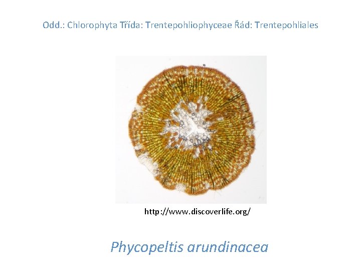 Odd. : Chlorophyta Třída: Trentepohliophyceae Řád: Trentepohliales http: //www. discoverlife. org/ Phycopeltis arundinacea 