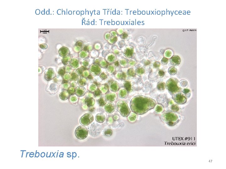 Odd. : Chlorophyta Třída: Trebouxiophyceae Řád: Trebouxiales Trebouxia sp. 47 