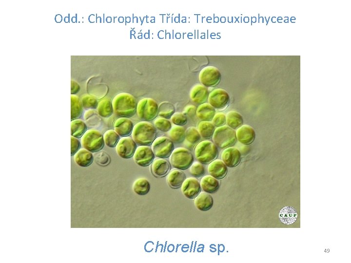 Odd. : Chlorophyta Třída: Trebouxiophyceae Řád: Chlorellales Chlorella sp. 49 