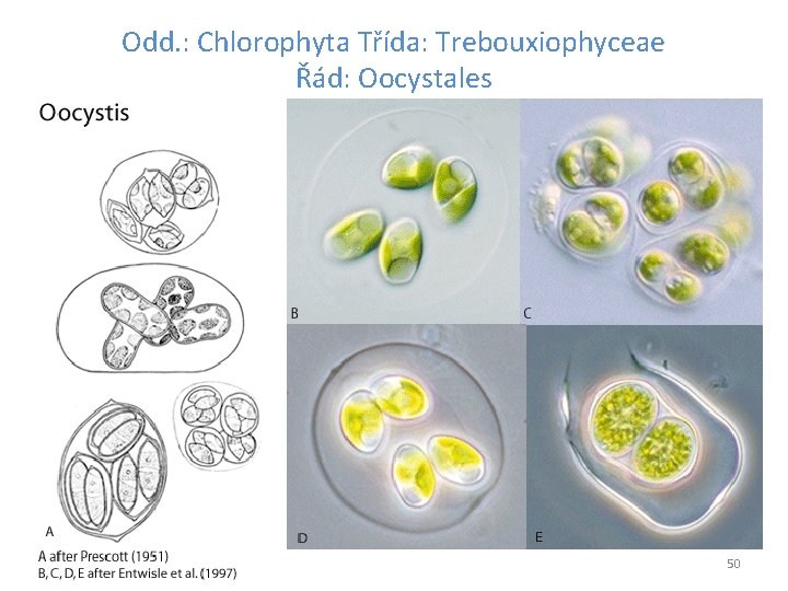 Odd. : Chlorophyta Třída: Trebouxiophyceae Řád: Oocystales 50 