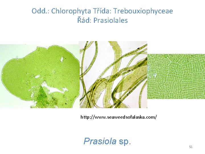 Odd. : Chlorophyta Třída: Trebouxiophyceae Řád: Prasiolales http: //www. seaweedsofalaska. com/ Prasiola sp. 51