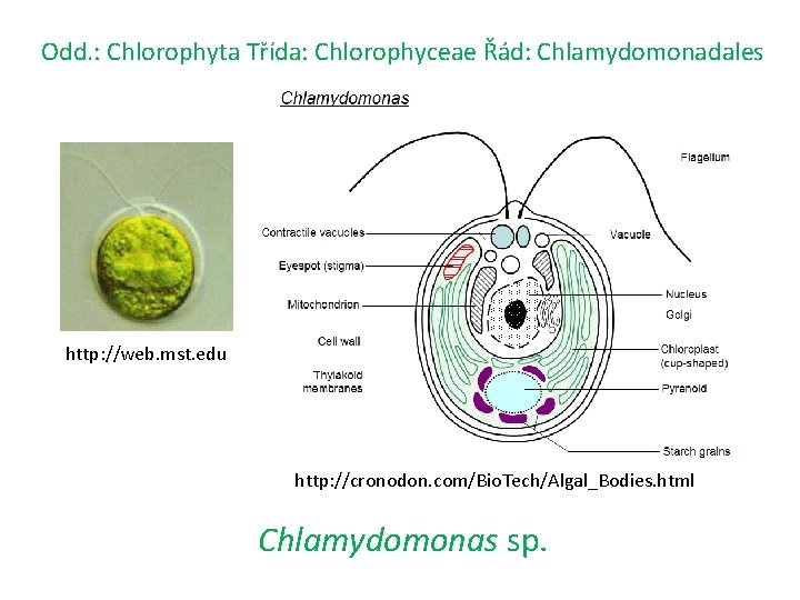 Odd. : Chlorophyta Třída: Chlorophyceae Řád: Chlamydomonadales http: //web. mst. edu http: //cronodon. com/Bio.