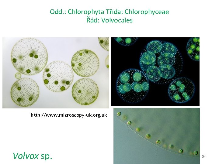 Odd. : Chlorophyta Třída: Chlorophyceae Řád: Volvocales http: //www. microscopy-uk. org. uk Volvox sp.