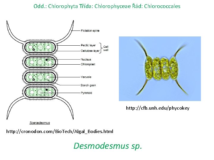 Odd. : Chlorophyta Třída: Chlorophyceae Řád: Chlorococcales http: //cfb. unh. edu/phycokey http: //cronodon. com/Bio.
