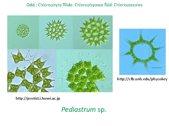 Odd. : Chlorophyta Třída: Chlorophyceae Řád: Chlorococcales http: //cfb. unh. edu/phycokey http: //protist. i.