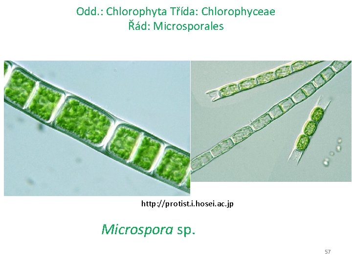 Odd. : Chlorophyta Třída: Chlorophyceae Řád: Microsporales http: //protist. i. hosei. ac. jp Microspora