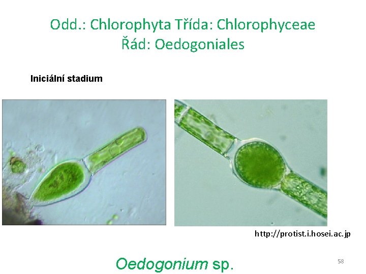 Odd. : Chlorophyta Třída: Chlorophyceae Řád: Oedogoniales Iniciální stadium http: //protist. i. hosei. ac.