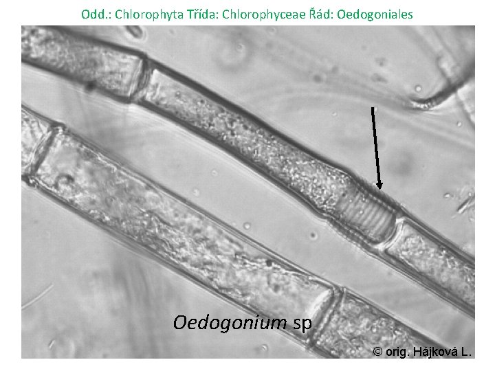 Odd. : Chlorophyta Třída: Chlorophyceae Řád: Oedogoniales Oedogonium sp. © orig. Hájková L. 