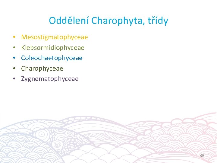 Oddělení Charophyta, třídy • • • Mesostigmatophyceae Klebsormidiophyceae Coleochaetophyceae Charophyceae Zygnematophyceae 60 