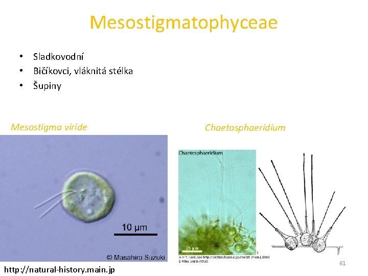 Mesostigmatophyceae • Sladkovodní • Bičíkovci, vláknitá stélka • Šupiny Mesostigma viride http: //natural-history. main.