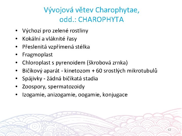 Vývojová větev Charophytae, odd. : CHAROPHYTA • • • Výchozí pro zelené rostliny Kokální