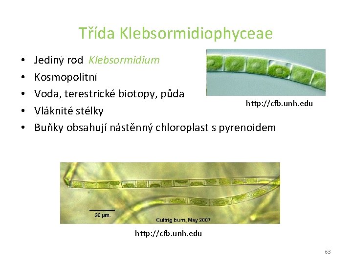 Třída Klebsormidiophyceae • • • Jediný rod Klebsormidium Kosmopolitní Voda, terestrické biotopy, půda http: