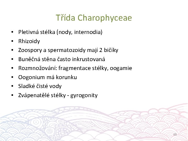 Třída Charophyceae • • Pletivná stélka (nody, internodia) Rhizoidy Zoospory a spermatozoidy mají 2