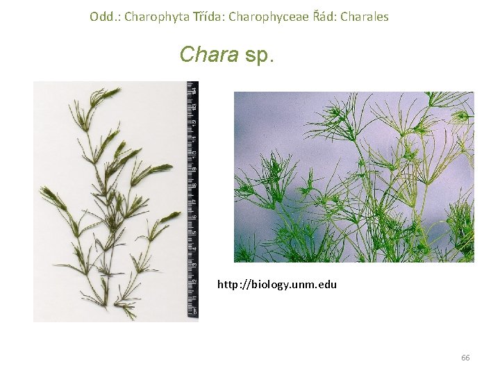 Odd. : Charophyta Třída: Charophyceae Řád: Charales Chara sp. http: //biology. unm. edu 66