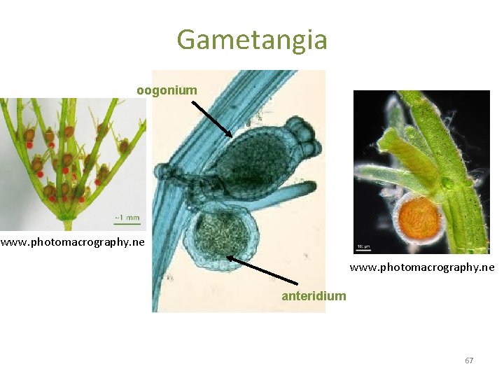 Gametangia oogonium www. photomacrography. ne anteridium 67 