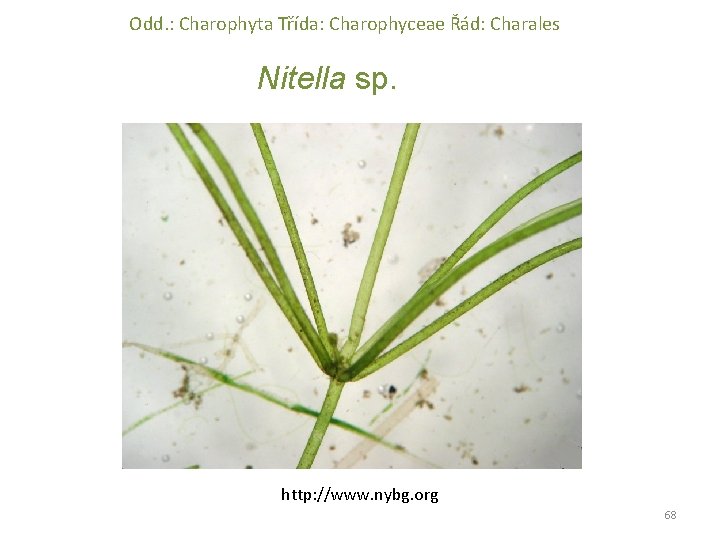 Odd. : Charophyta Třída: Charophyceae Řád: Charales Nitella sp. http: //www. nybg. org 68