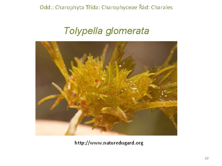 Odd. : Charophyta Třída: Charophyceae Řád: Charales Tolypella glomerata http: //www. naturedugard. org 69