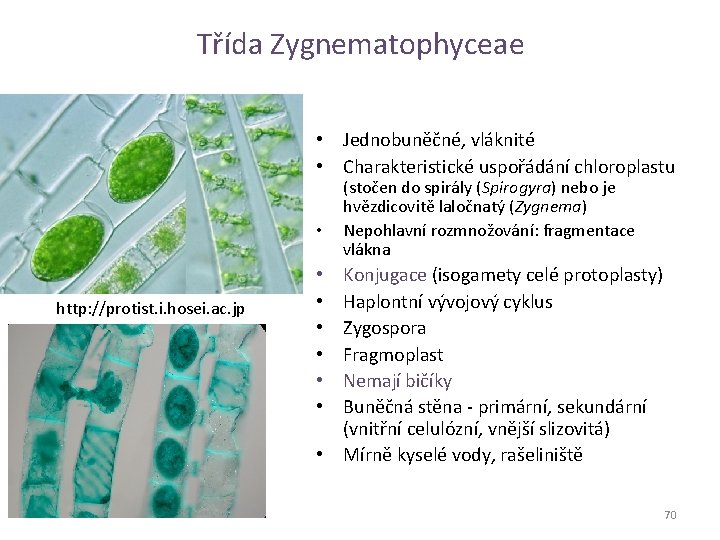 Třída Zygnematophyceae • Jednobuněčné, vláknité • Charakteristické uspořádání chloroplastu • http: //protist. i. hosei.