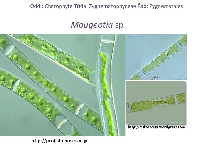 Odd. : Charophyta Třída: Zygnematophyceae Řád: Zygnematales Mougeotia sp. http: //mikrosvijet. wordpress. com http: