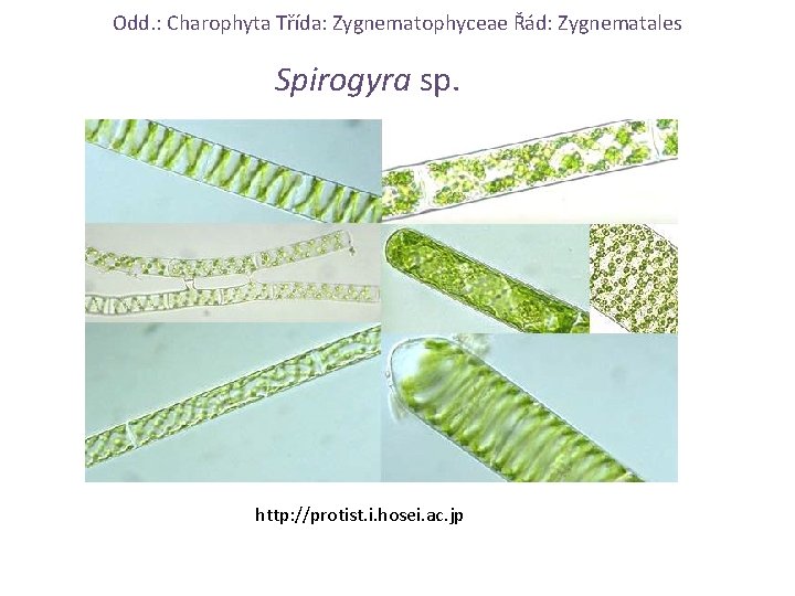 Odd. : Charophyta Třída: Zygnematophyceae Řád: Zygnematales Spirogyra sp. http: //protist. i. hosei. ac.