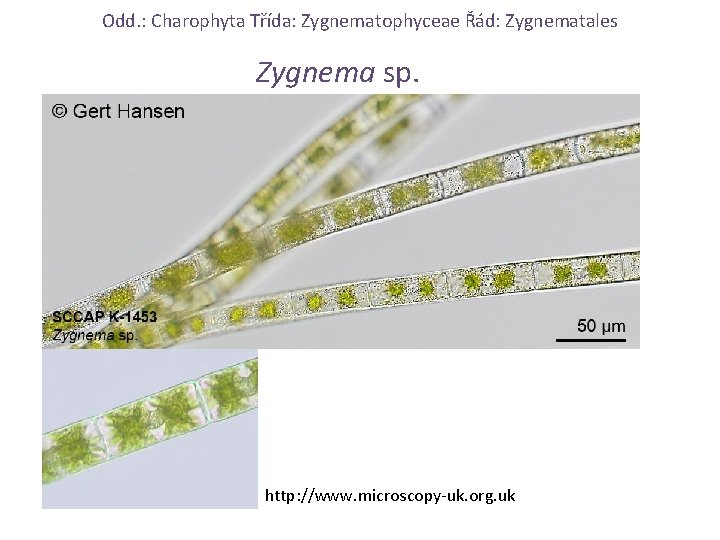 Odd. : Charophyta Třída: Zygnematophyceae Řád: Zygnematales Zygnema sp. http: //www. microscopy-uk. org. uk