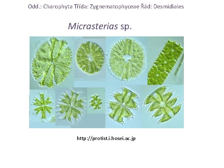 Odd. : Charophyta Třída: Zygnematophyceae Řád: Desmidiales Micrasterias sp. http: //protist. i. hosei. ac.